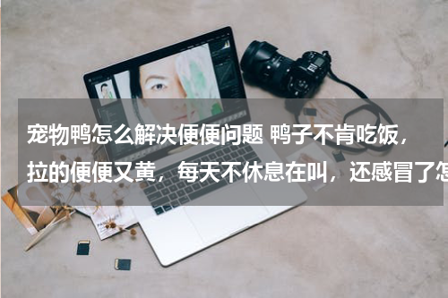 宠物鸭怎么解决便便问题 鸭子不肯吃饭，拉的便便又黄，每天不休息在叫，还感冒了怎么办?