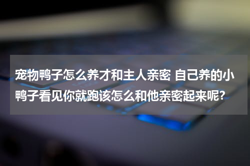 宠物鸭子怎么养才和主人亲密 自己养的小鸭子看见你就跑该怎么和他亲密起来呢？