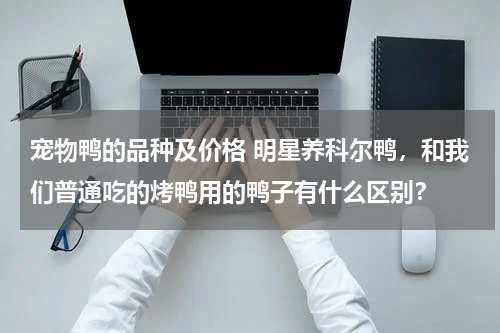 宠物鸭的品种及价格 明星养科尔鸭，和我们普通吃的烤鸭用的鸭子有什么区别？