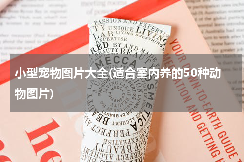 小型宠物图片大全(适合室内养的50种动物图片)
