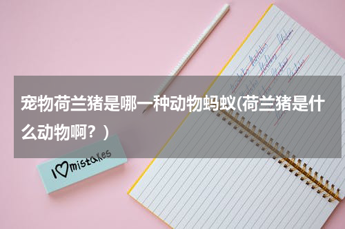 宠物荷兰猪是哪一种动物蚂蚁(荷兰猪是什么动物啊?)