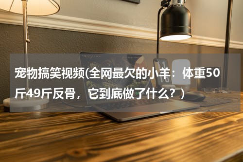 宠物搞笑视频(全网最欠的小羊:体重50斤49斤反骨,它到底做了什么?)