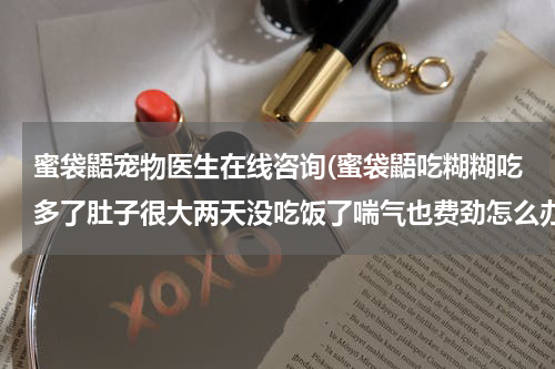 蜜袋鼯宠物医生在线咨询(蜜袋鼯吃糊糊吃多了肚子很大两天没吃饭了喘气也费劲怎么办?)