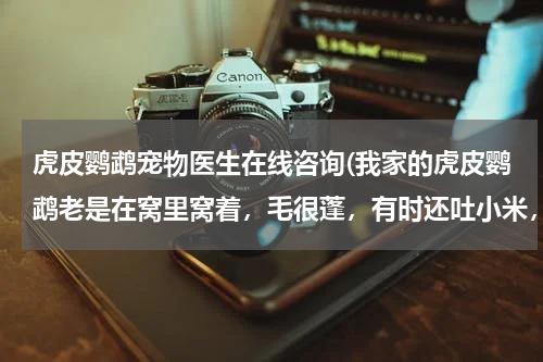 虎皮鹦鹉宠物医生在线咨询(我家的虎皮鹦鹉老是在窝里窝着,毛很蓬,有时还吐小米,屁股附近的毛掉光了,该怎么治,急急急急急急急急。)