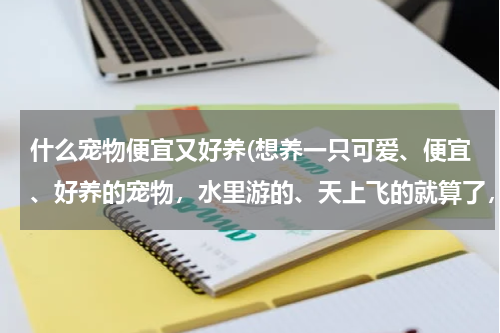 什么宠物便宜又好养(想养一只可爱、便宜、好养的宠物,水里游的、天上飞的就算了,最好是白色的,不喜欢猫)