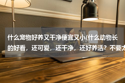 什么宠物好养又干净便宜又小(什么动物长的好看,还可爱,还干净,还好养活?不要太大,乌龟除外。)