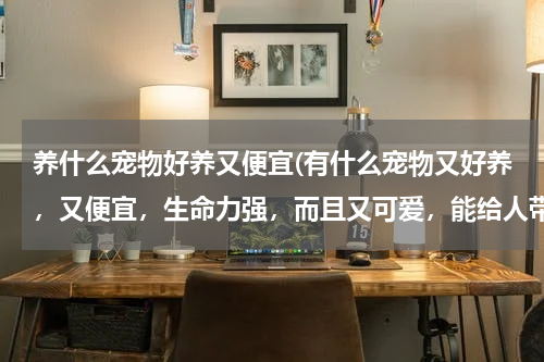 养什么宠物好养又便宜(有什么宠物又好养,又便宜,生命力强,而且又可爱,能给人带来快乐?)