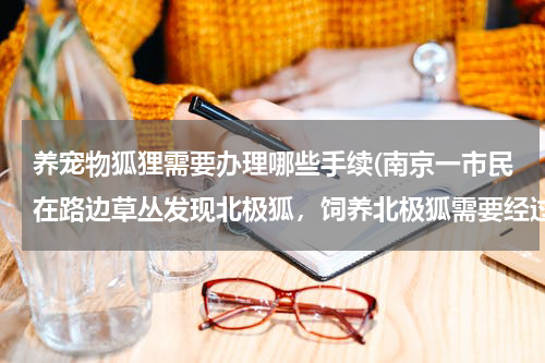 养宠物狐狸需要办理哪些手续(南京一市民在路边草丛发现北极狐,饲养北极狐需要经过哪些部门的许可?)